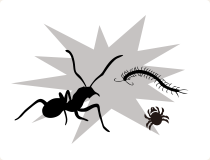 白アリや害虫の発生